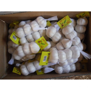 Chinese Pure White Garlic with Small Packing